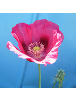Quail Seeds Poppy - Breadseed Elka White