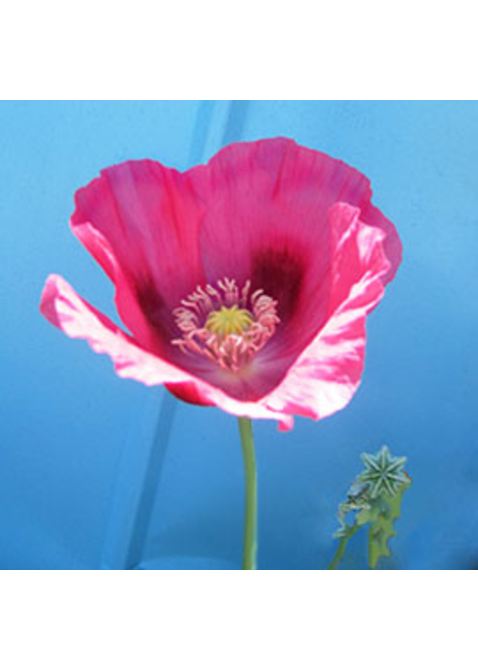 Quail Seeds Poppy - Breadseed Elka White