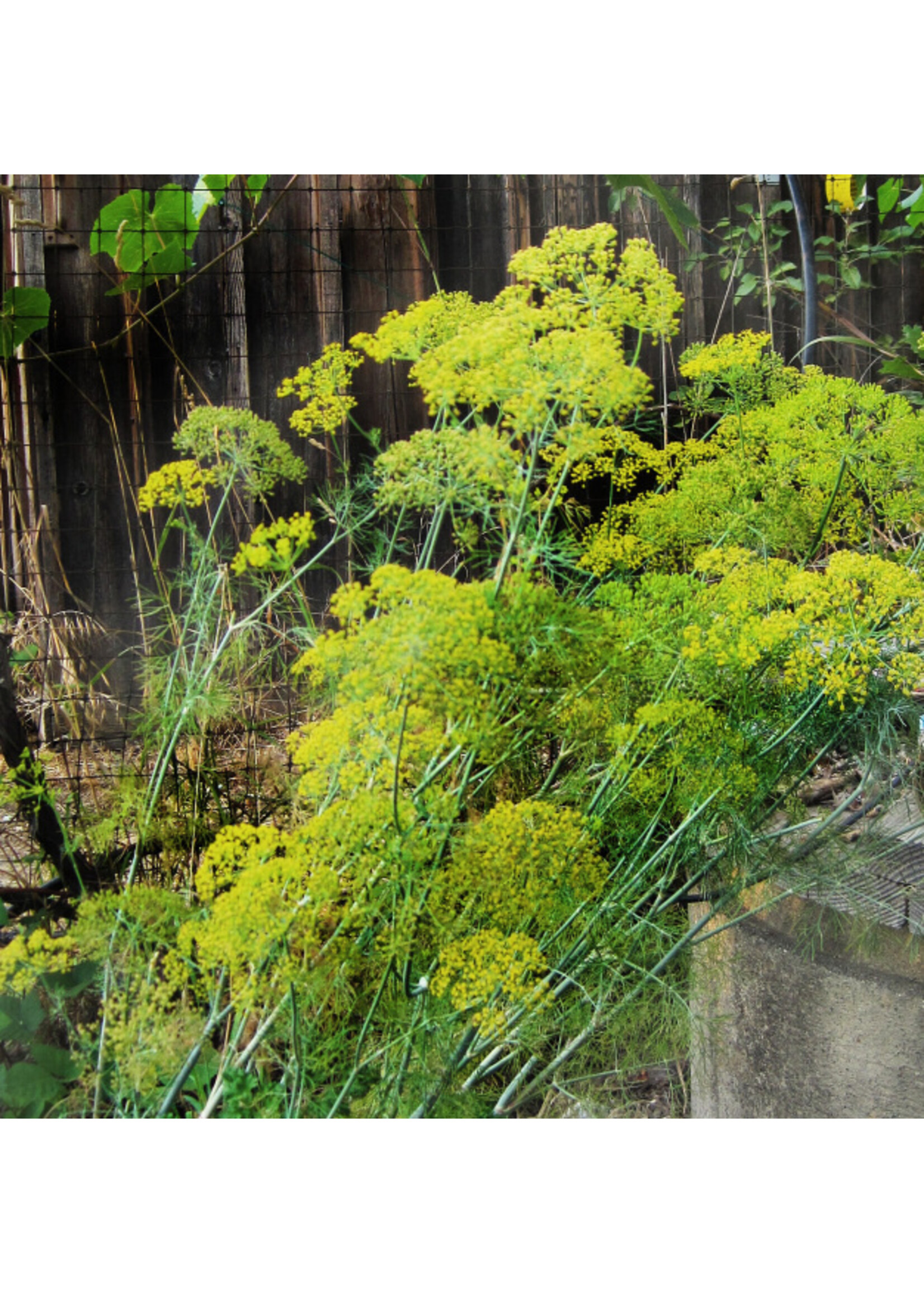 Quail Seeds Dill - Quail Seeds