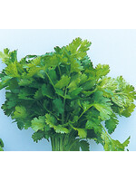 Quail Seeds Cilantro - Quail Seeds