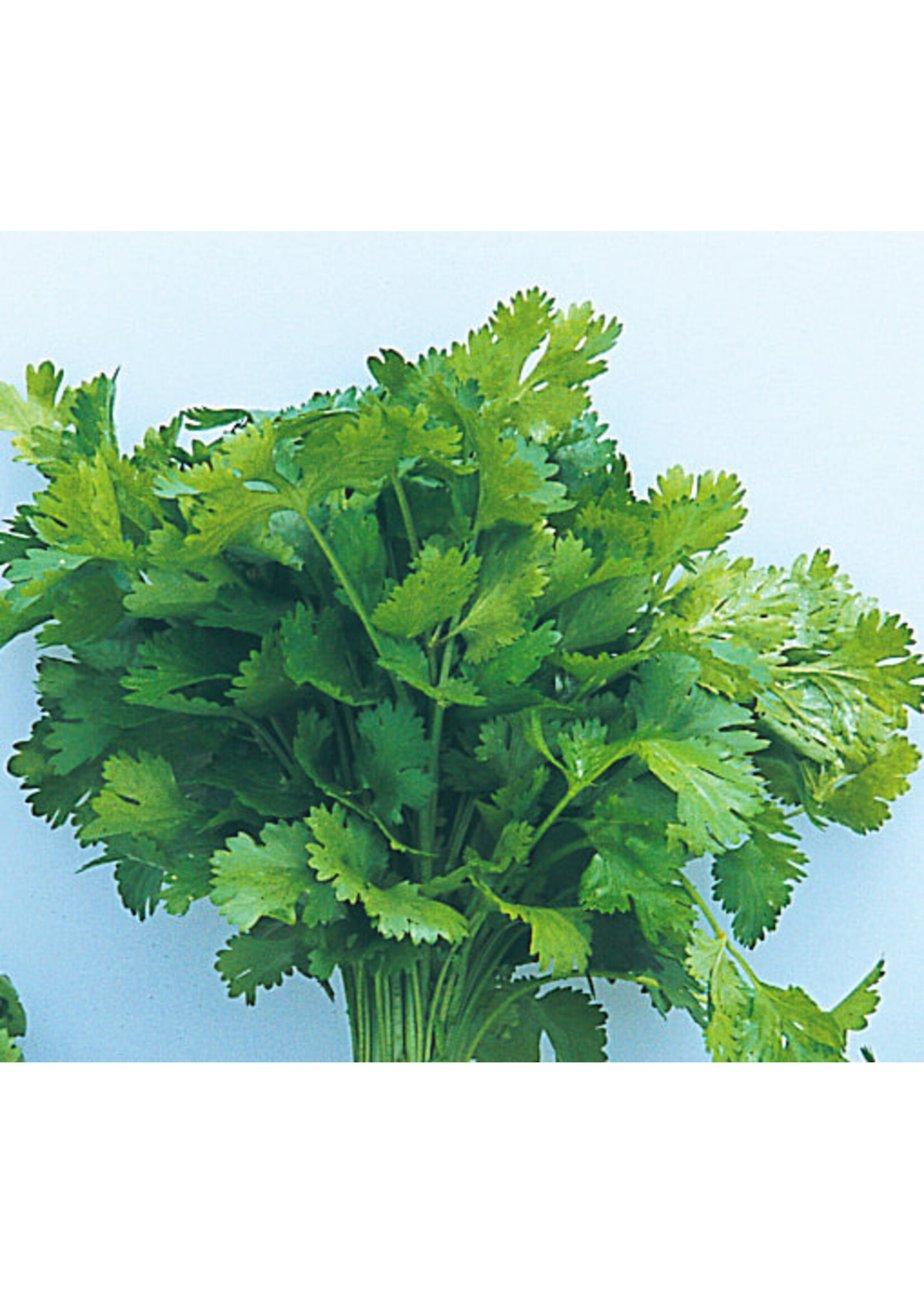 Quail Seeds Cilantro - Quail Seeds