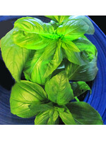 Quail Seeds Basil - Sweet Genovese - Quail Seeds