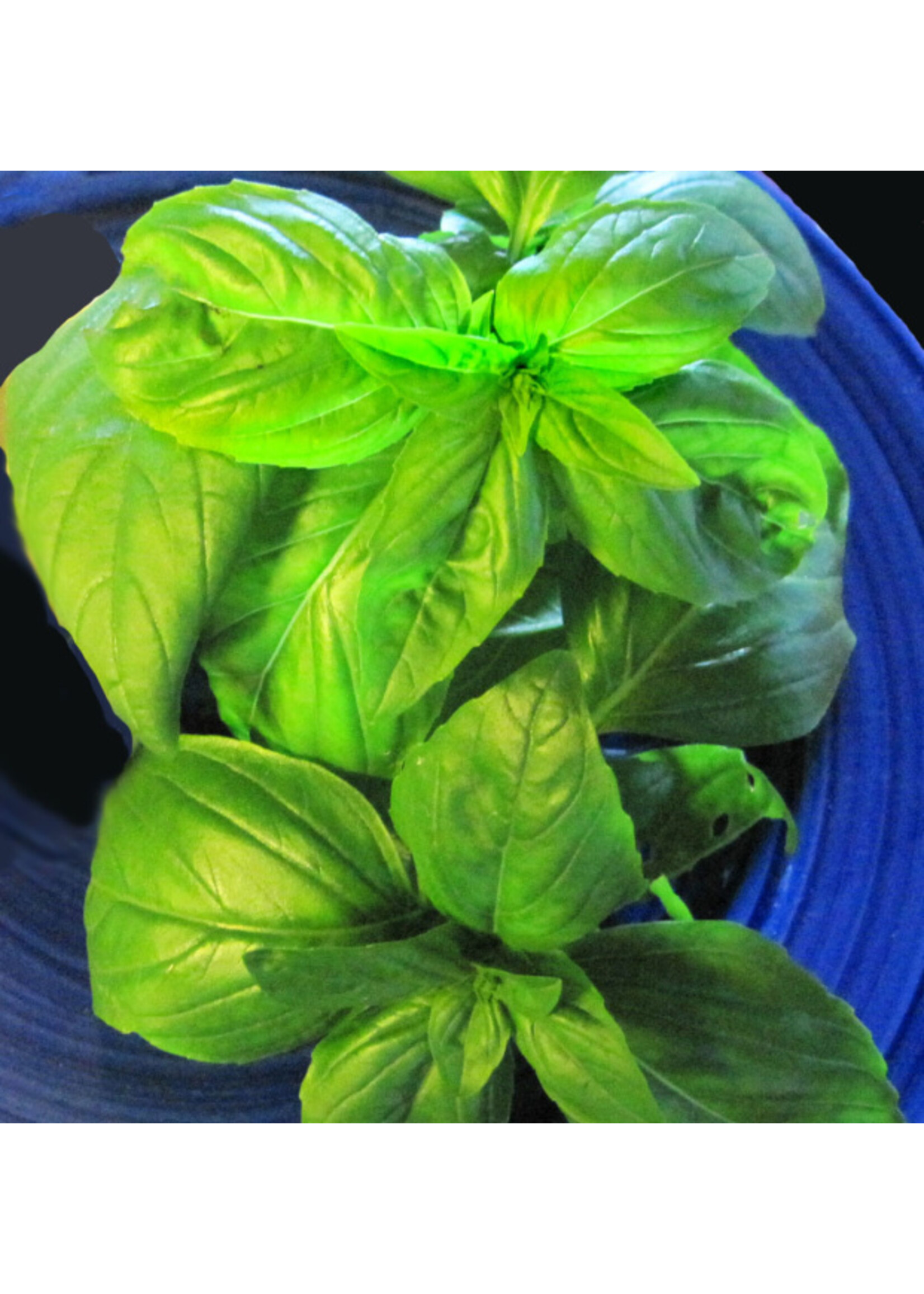 Quail Seeds Basil - Sweet Genovese - Quail Seeds