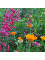 Quail Seeds Pest Control Terpene Boost Perennial Herbs Mix