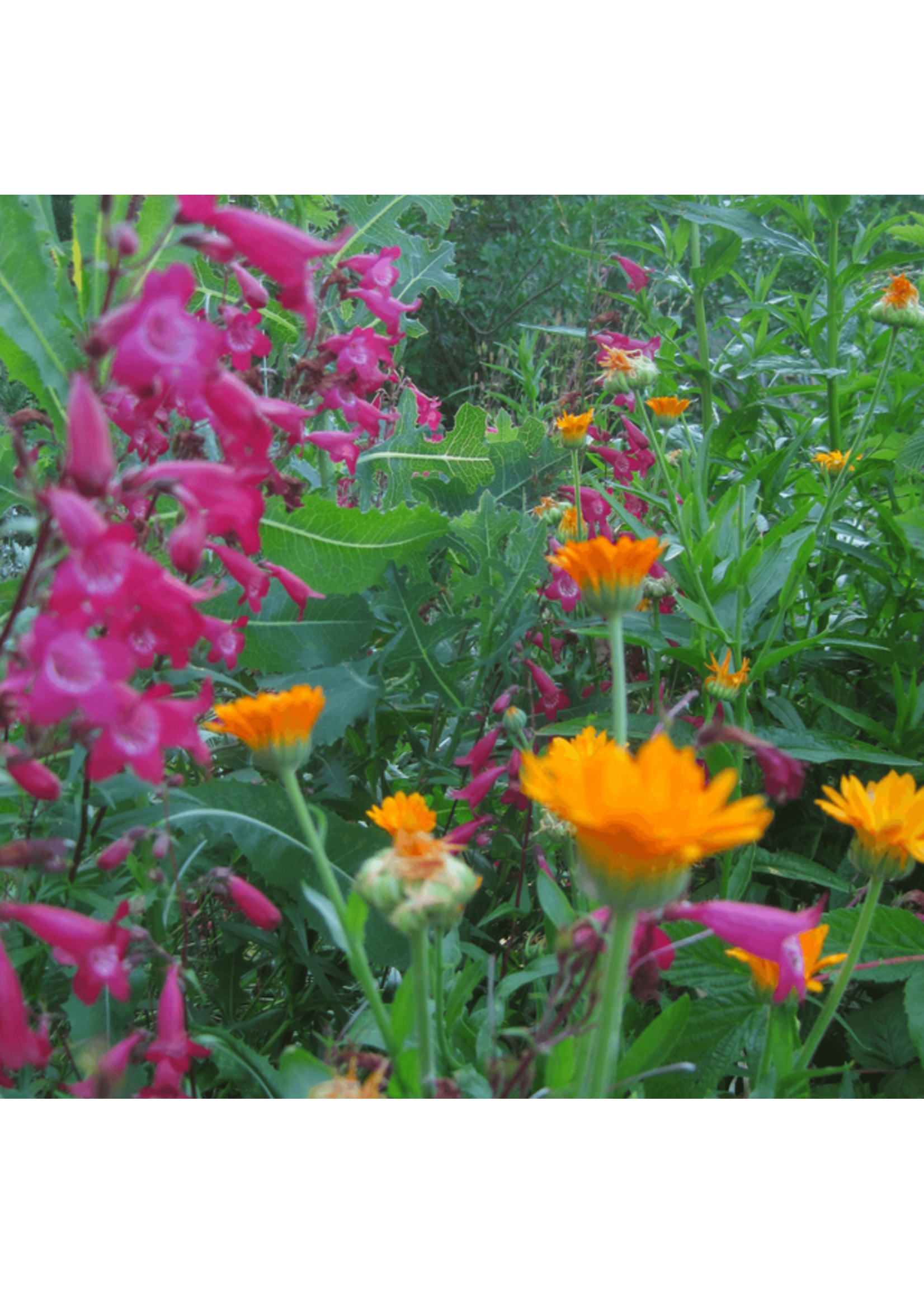 Quail Seeds Pest Control Terpene Boost Perennial Herbs Mix