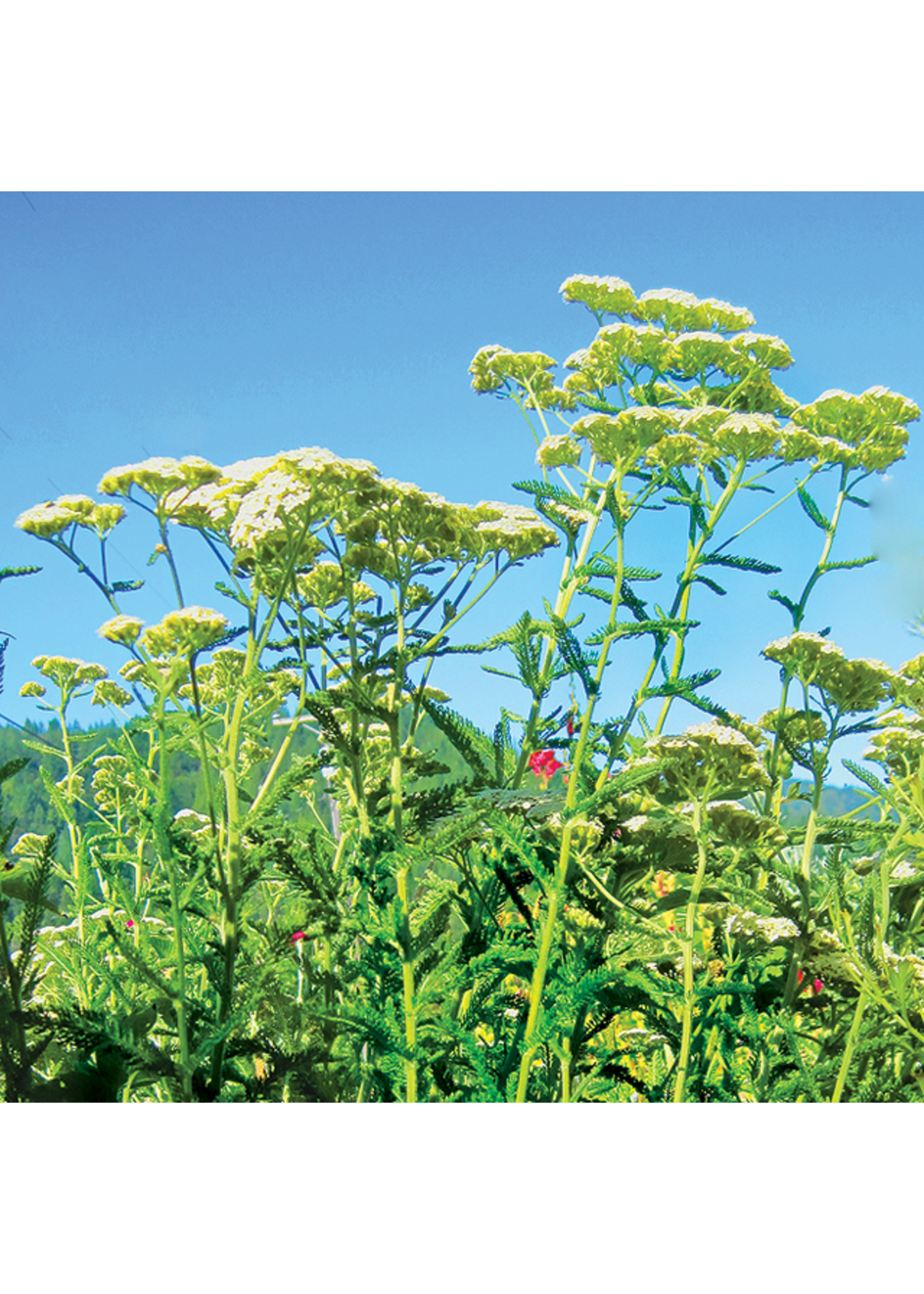 Quail Seeds Pest Control Terpene Boost Perennial Herbs Mix