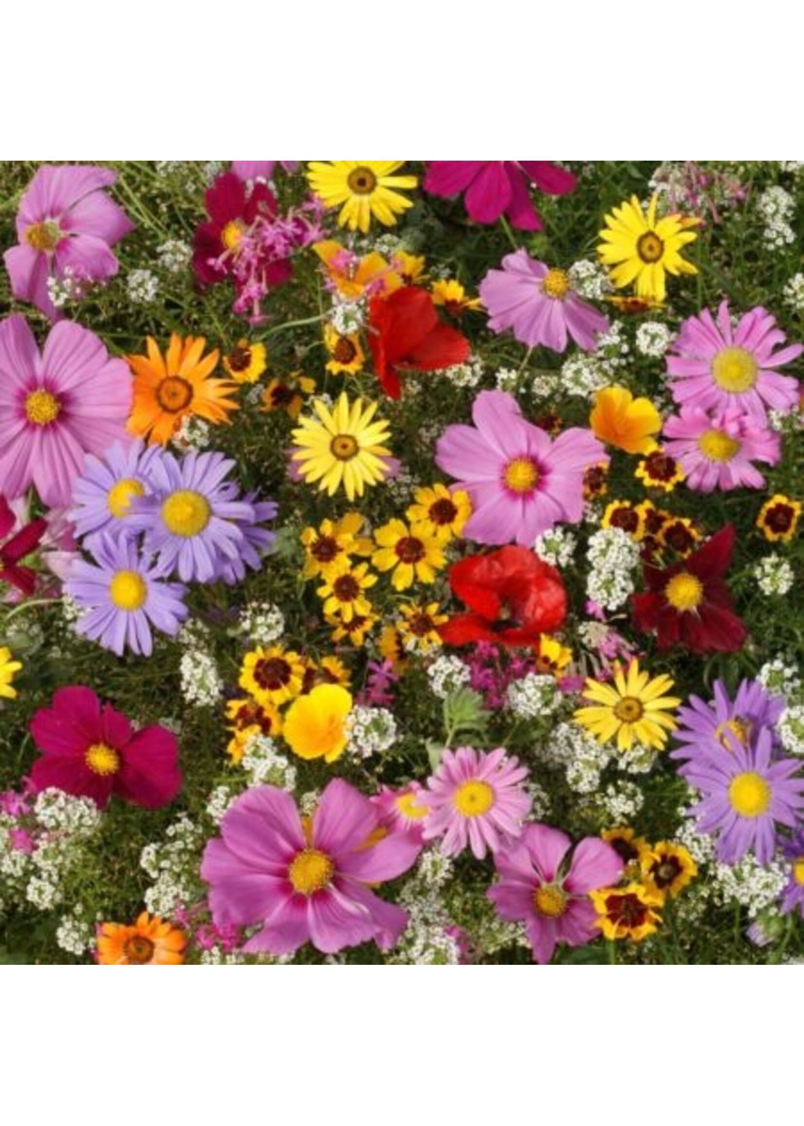 Quail Seeds Pest Fighting Annual Flower Mix Attract Pollinators and Predators