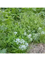 Quail Seeds Grower's Groundcover Mix Terpene Boosting - Pest Fighting - Annual