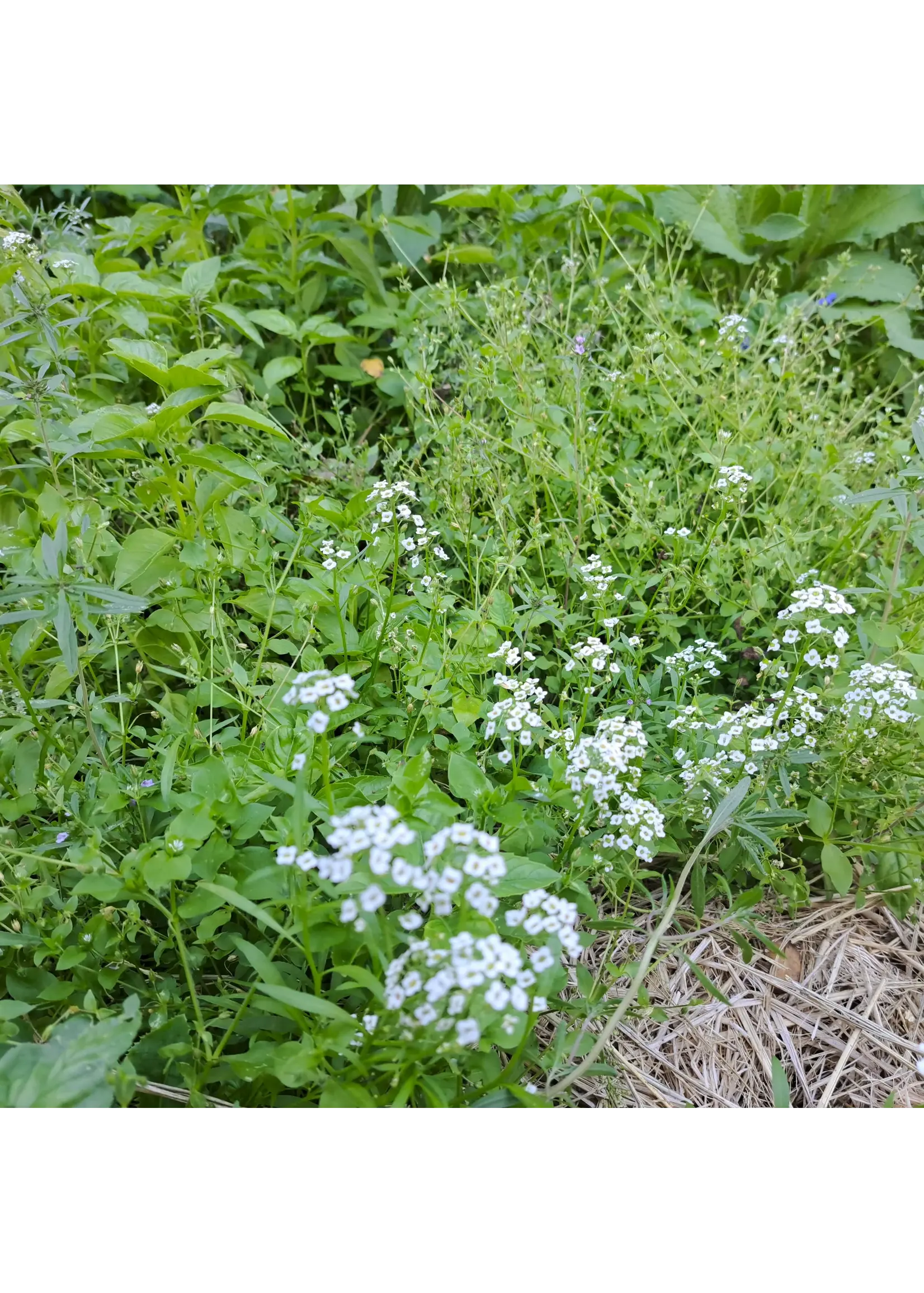 Quail Seeds Grower's Groundcover Mix Terpene Boosting - Pest Fighting - Annual