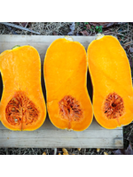 Quail Seeds Squash - South Anna Butternaut