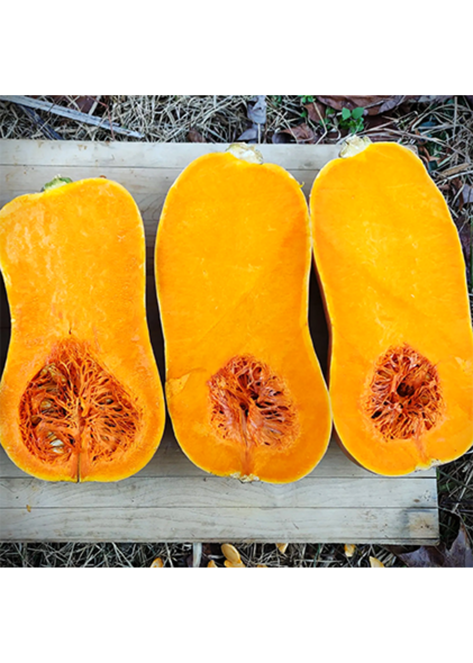 Quail Seeds Squash - South Anna Butternaut