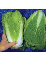 Quail Seeds Cabbage - Matsushima Nappa
