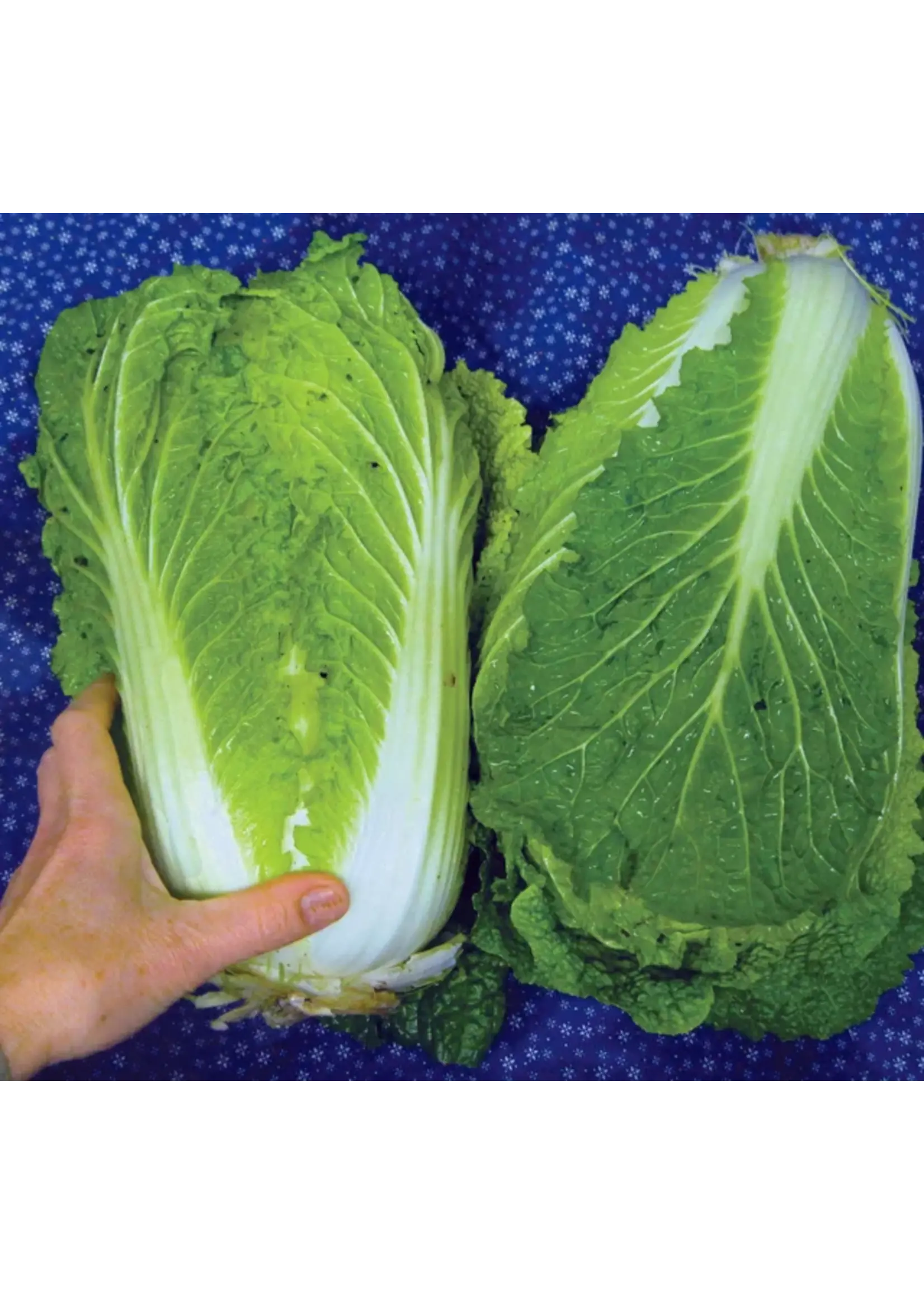 Quail Seeds Cabbage - Matsushima Nappa