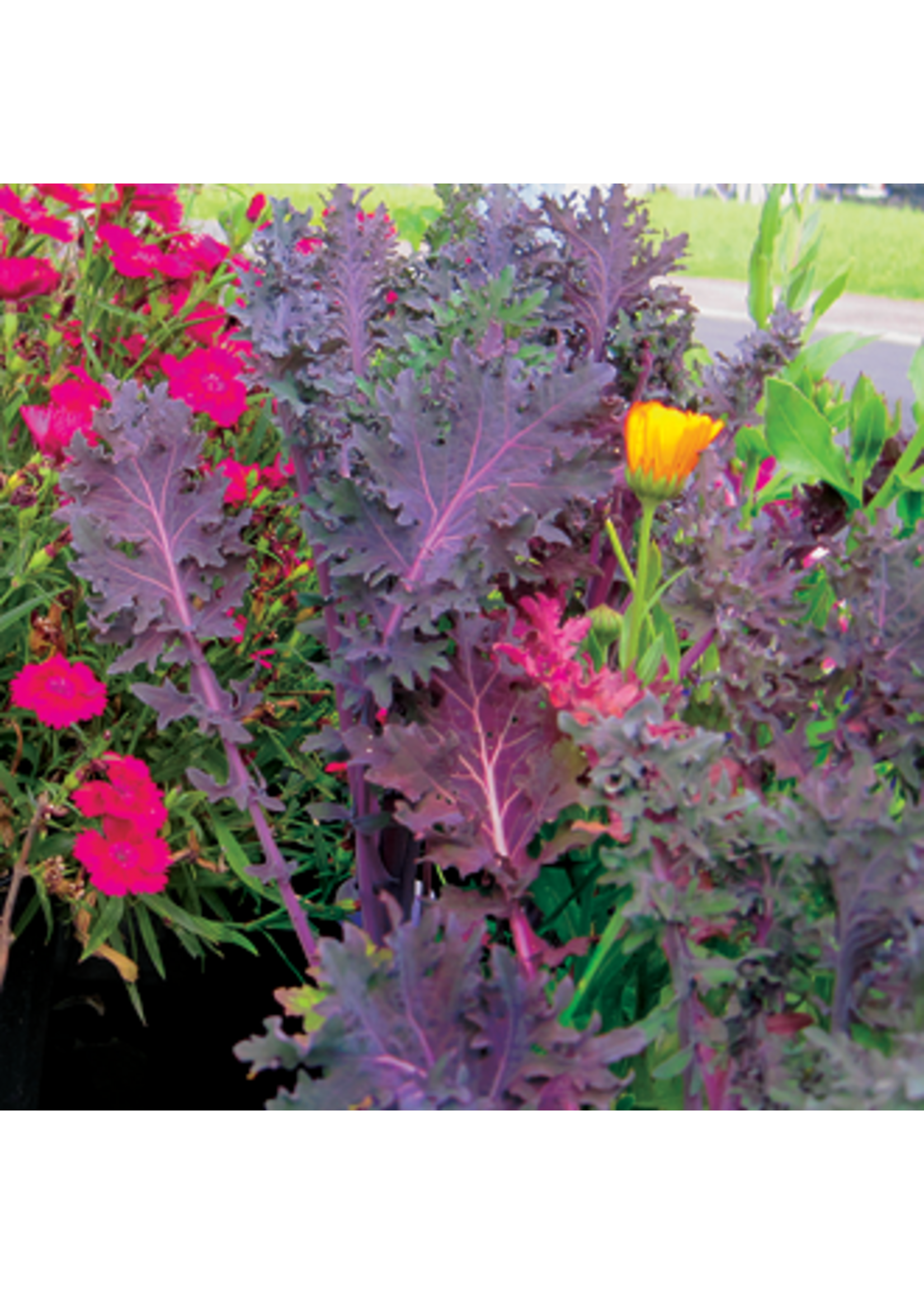 Quail Seeds Kale - Red Russian - Quail Seeds