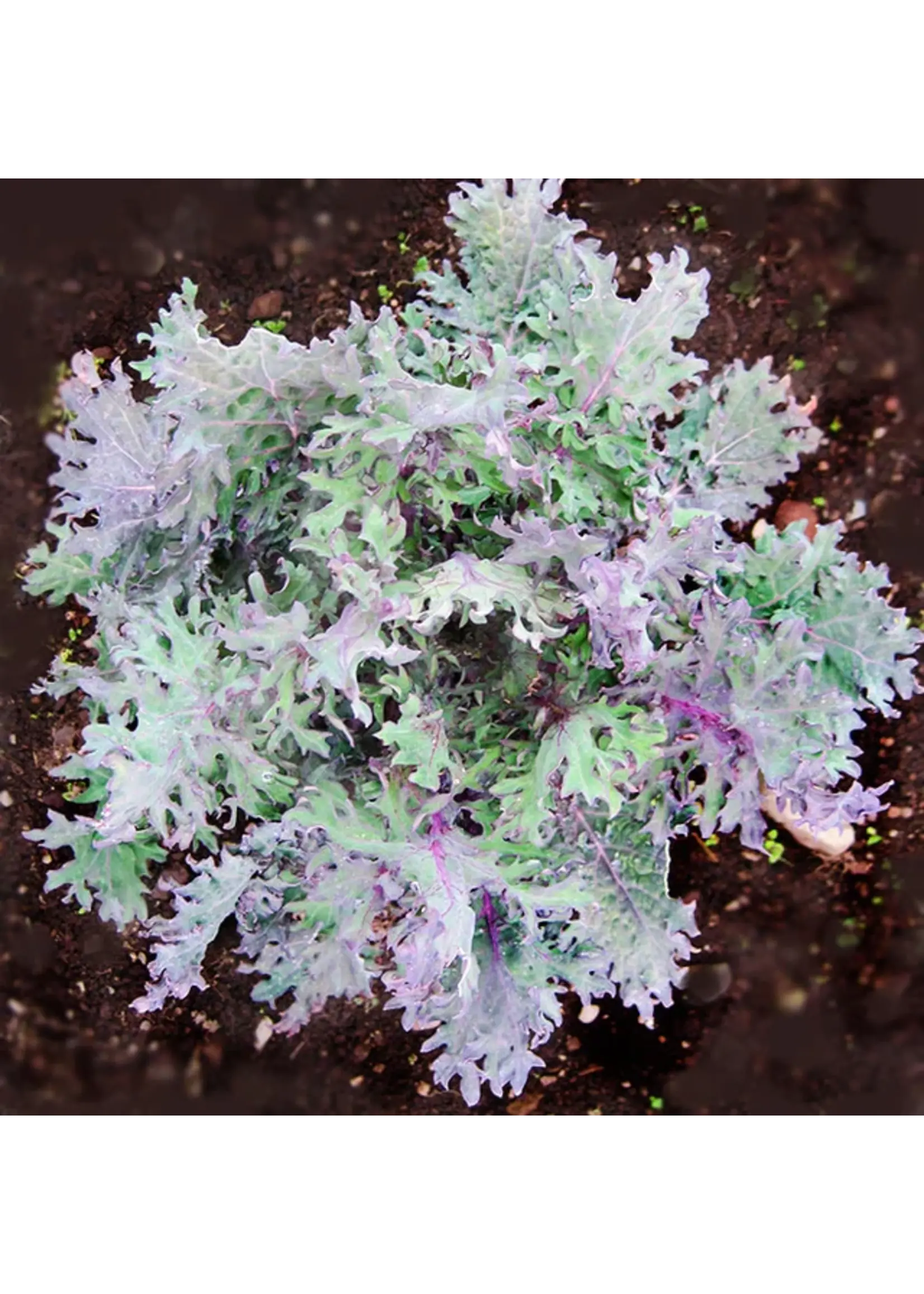 Quail Seeds Kale - Red Russian - Quail Seeds