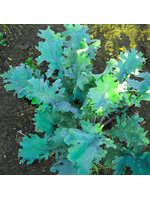 Quail Seeds Kale - Red Russian - Quail Seeds