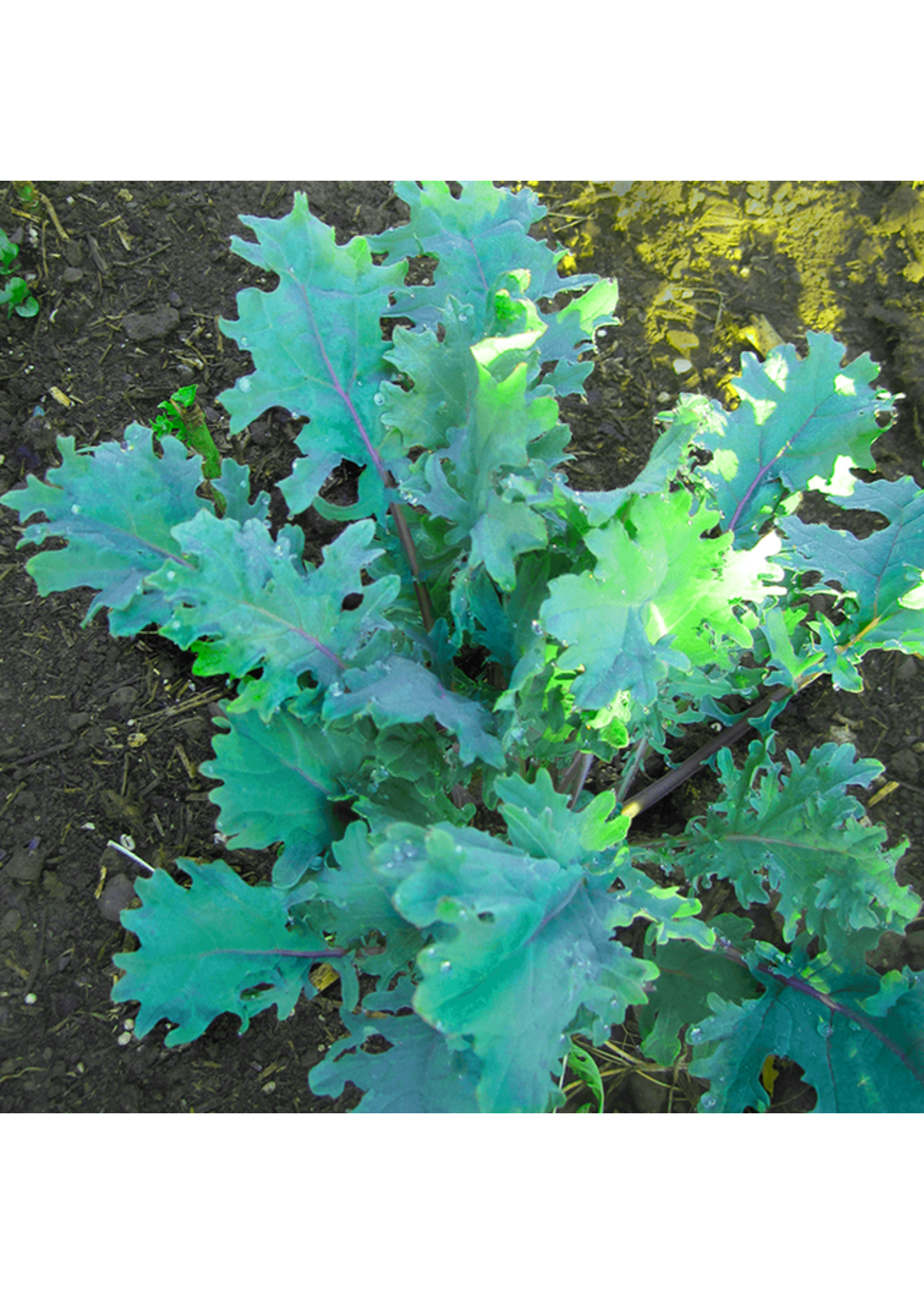 Quail Seeds Kale - Red Russian - Quail Seeds