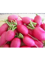 Quail Seeds Radish - Pink Ladyslipper