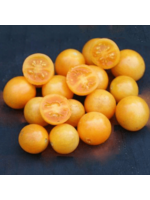 Quail Seeds Tomato - Honeydrop Cherry