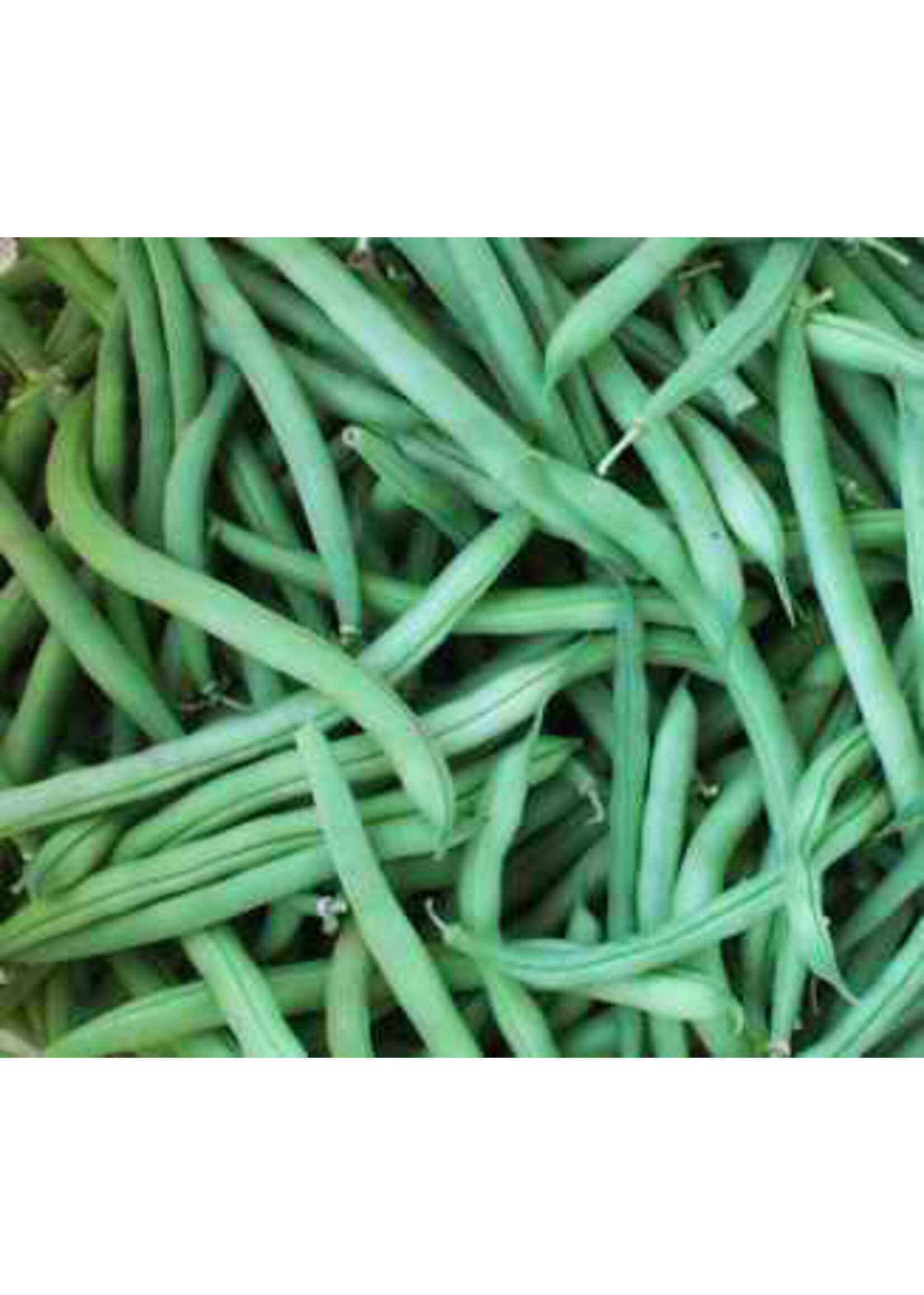 Quail Seeds Bean - Provider Bush Snap