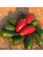 Redwood Seeds Jalapeno Pepper - Early Organic