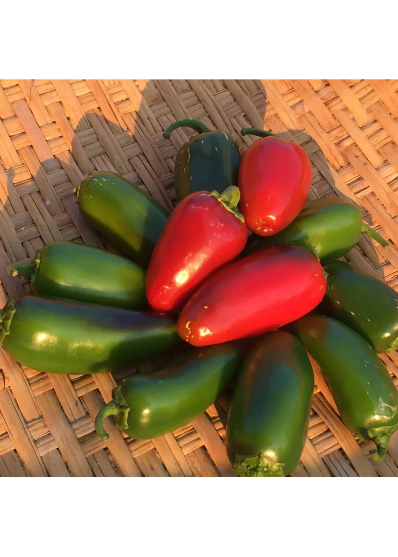 Redwood Seeds Jalapeno Pepper - Early Organic