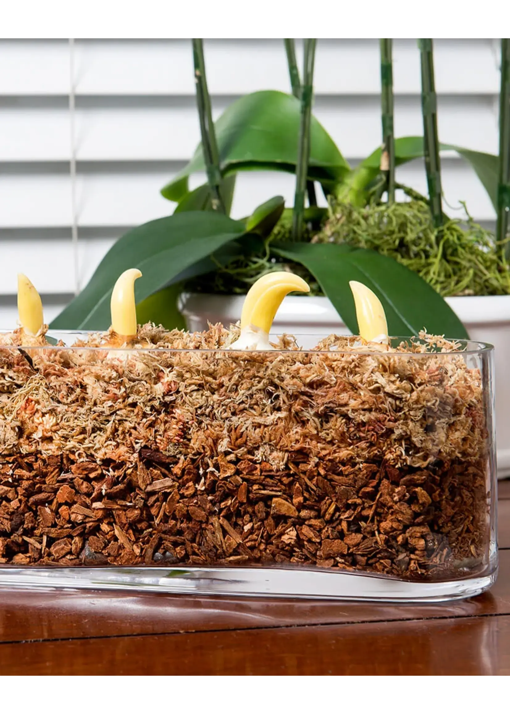 Supermoss SuperMoss Sphagnum Moss Mini Bale 1.1LBS