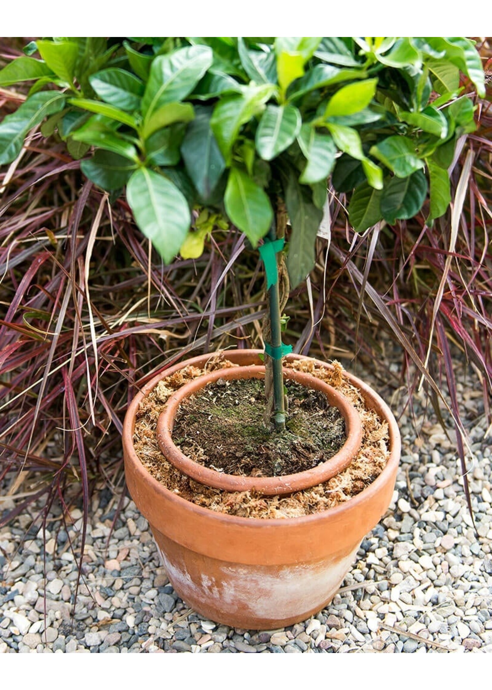 Supermoss SuperMoss Sphagnum Moss Mini Bale 1.1LBS