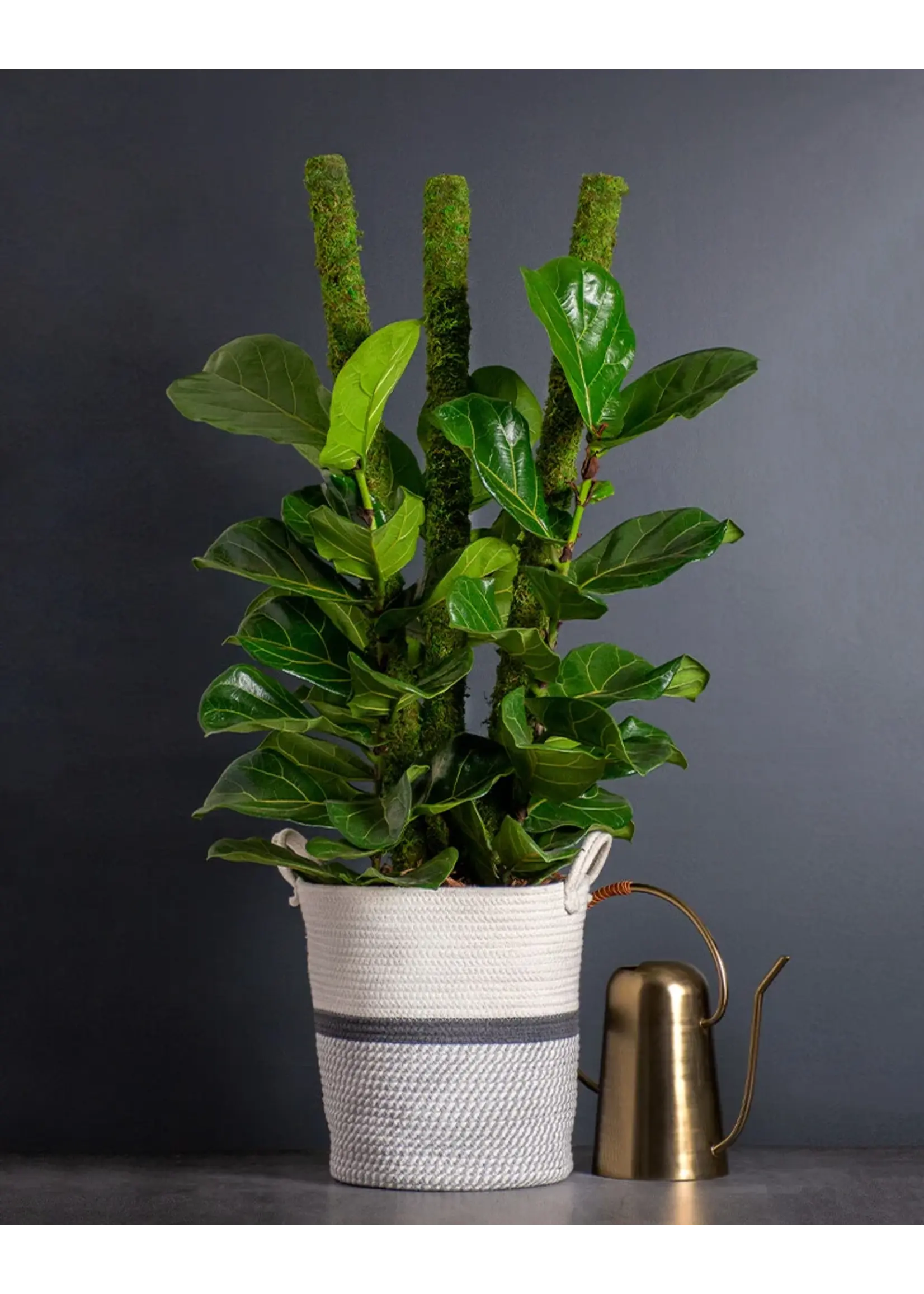 Supermoss SuperMoss Moss Poles