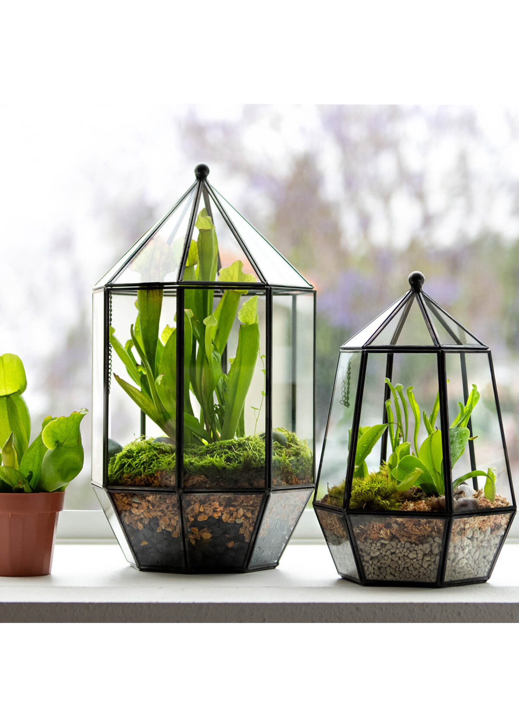 Supermoss SuperMoss Glass Terrariums