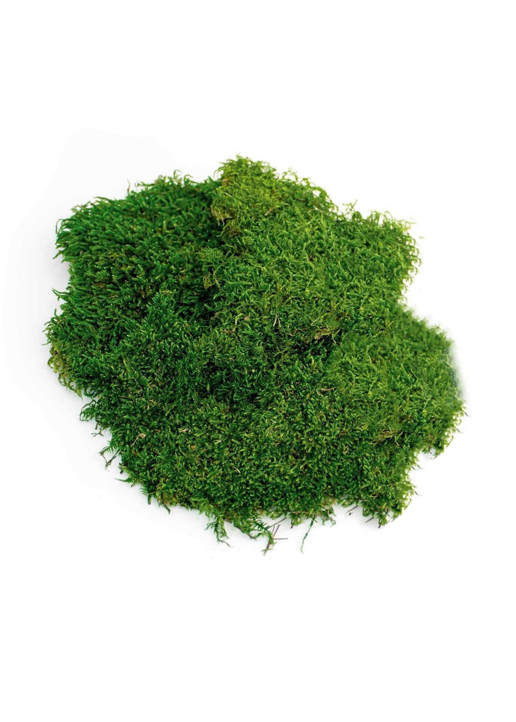 Supermoss SuperMoss Preserved Sheet Moss