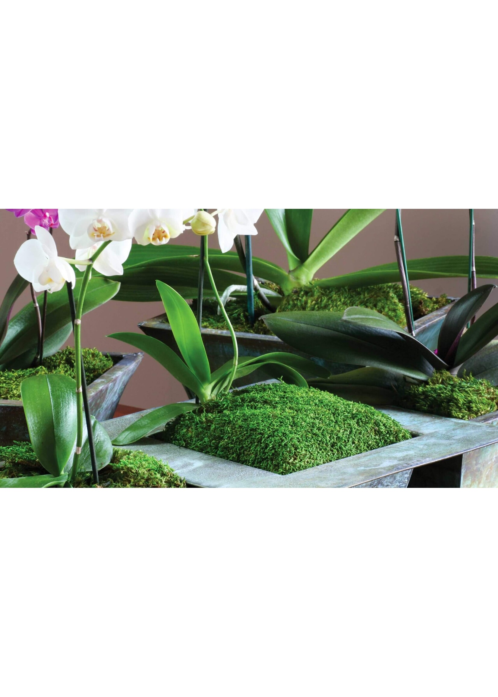 Supermoss SuperMoss Preserved Sheet Moss