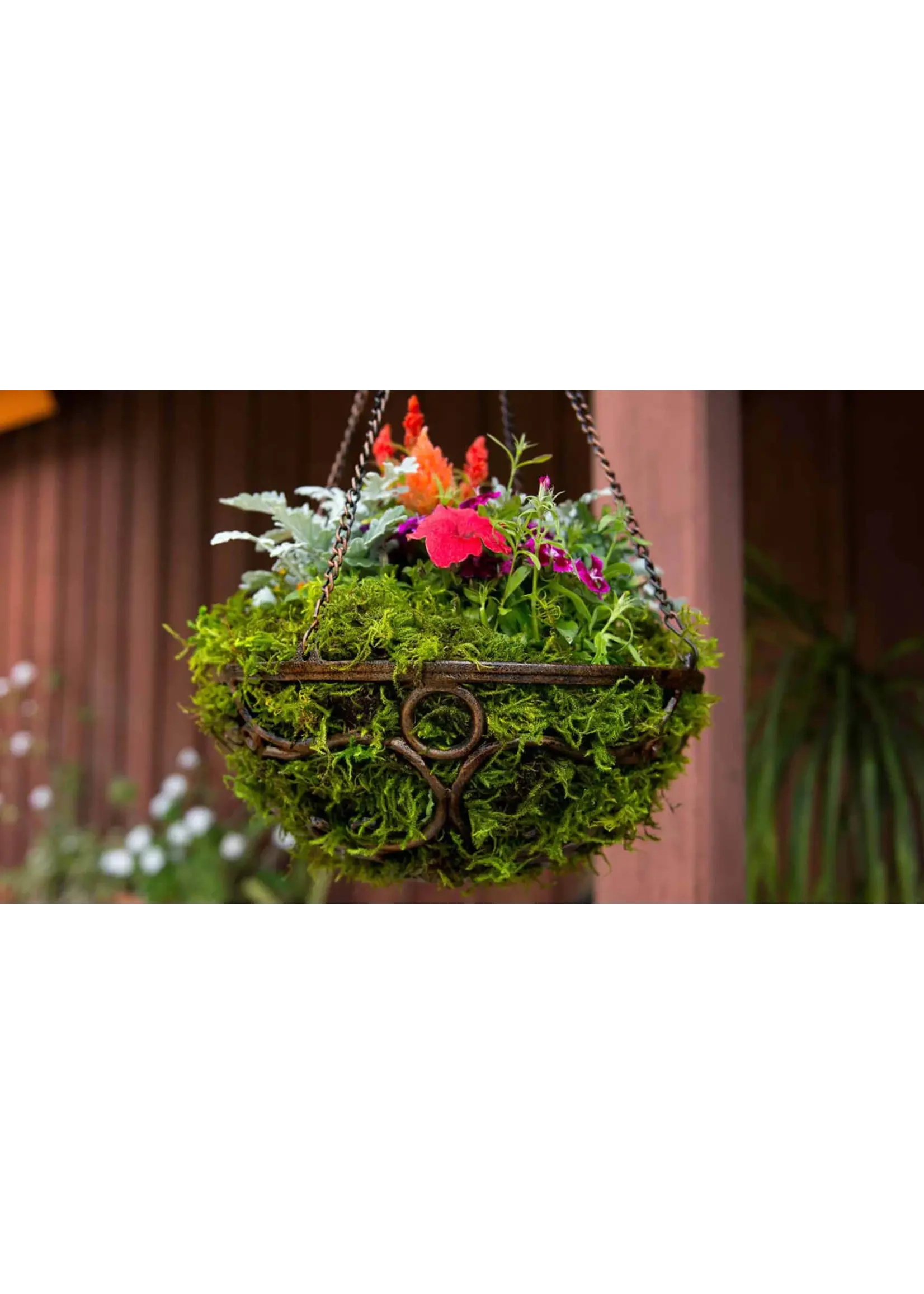 Supermoss Supermoss Preserved Forest Moss - 534 cu. in.