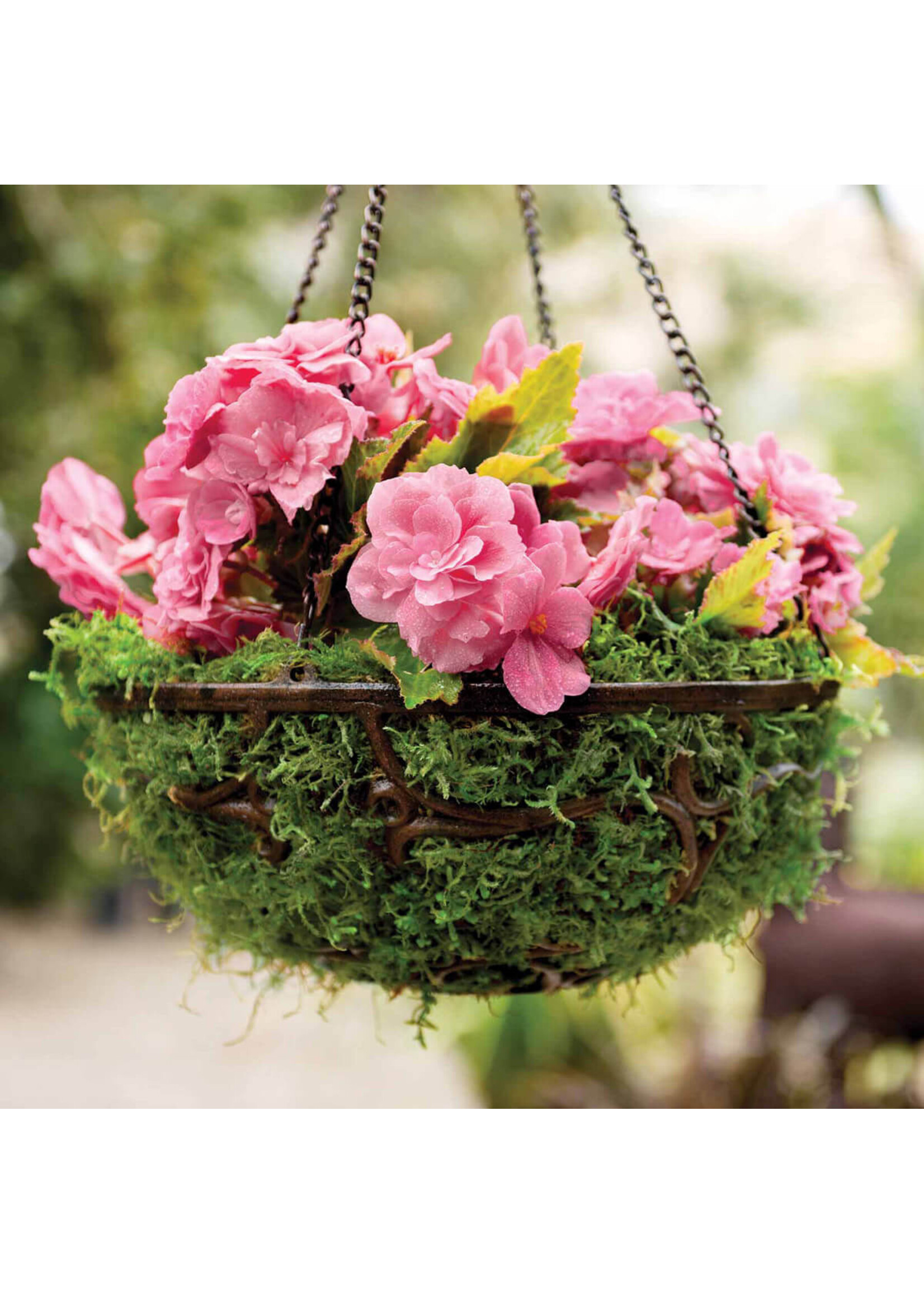 Supermoss Supermoss Preserved Forest Moss - 534 cu. in.