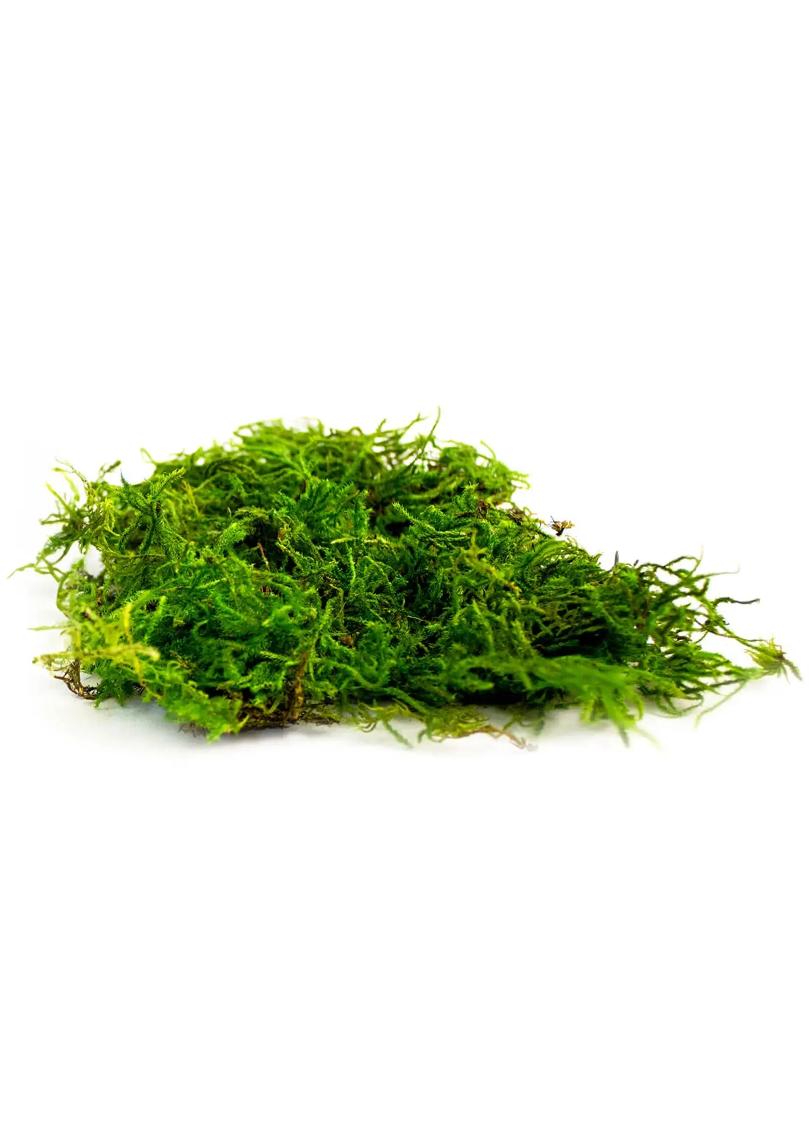 Supermoss Supermoss Preserved Forest Moss - 534 cu. in.