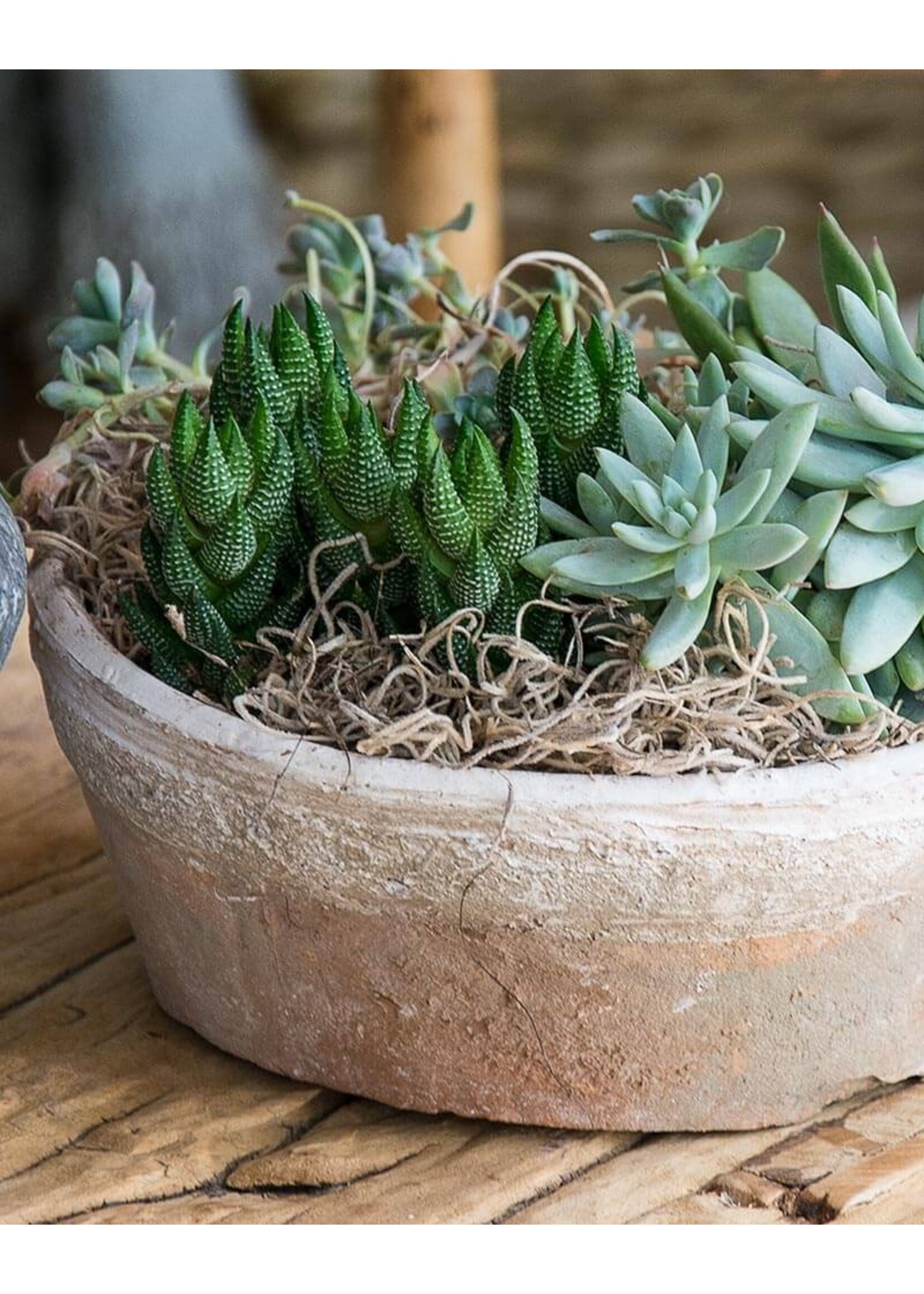 Supermoss Supermoss Spanish Moss - Natural - 325 cu. in.