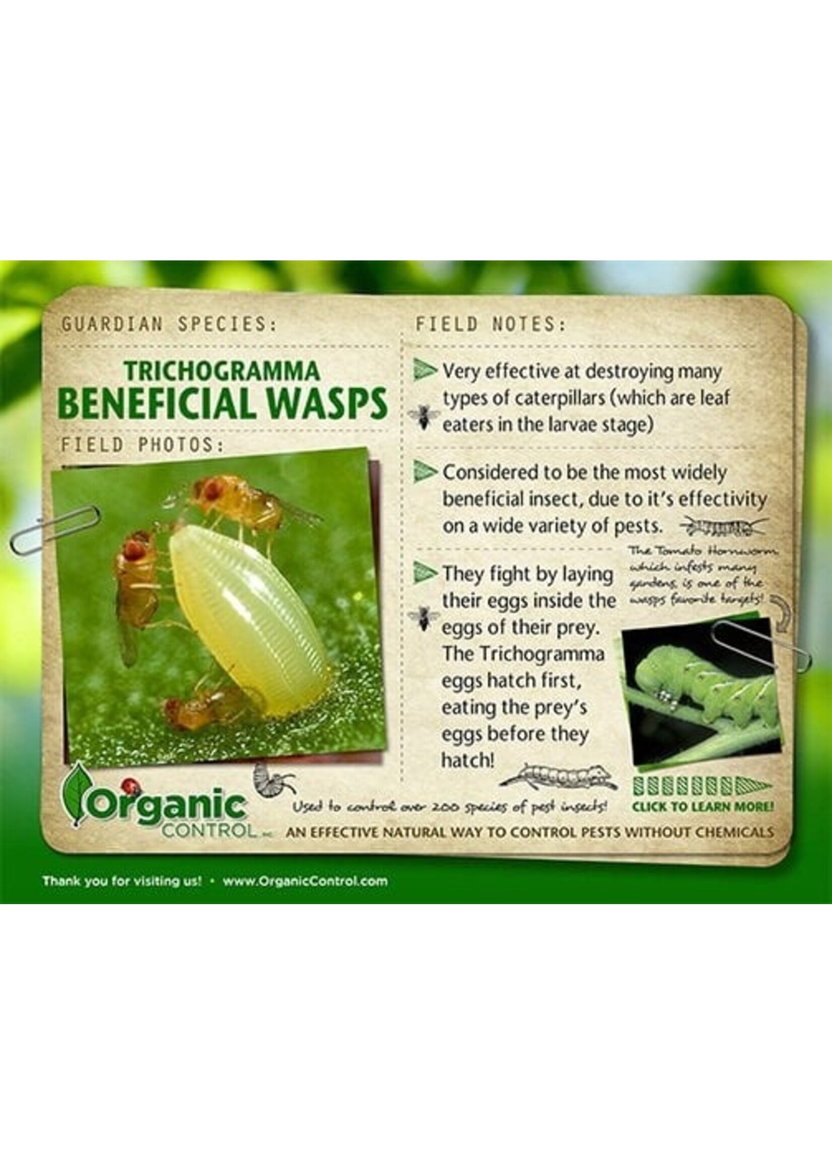 Organic Control Trichogramma Wasps with Shipping (10,000 eggs)
