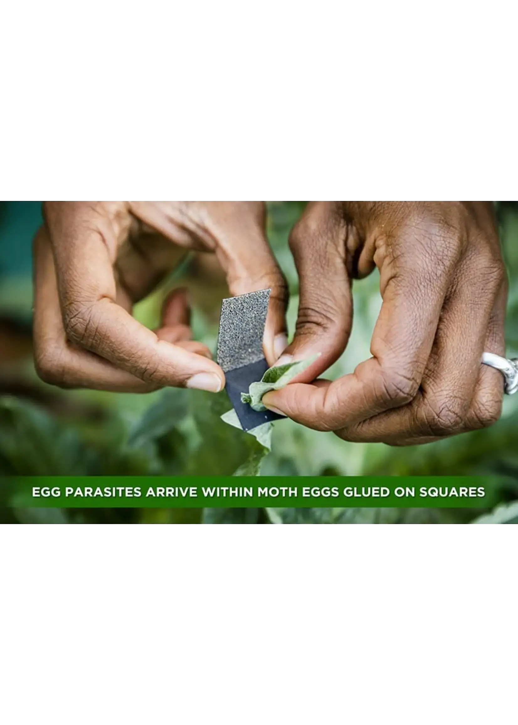 Organic Control Trichogramma Wasps with Shipping (10,000 eggs)