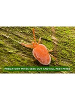 Organic Control Predatory Mites Persimillus With Shipping (2000 count)