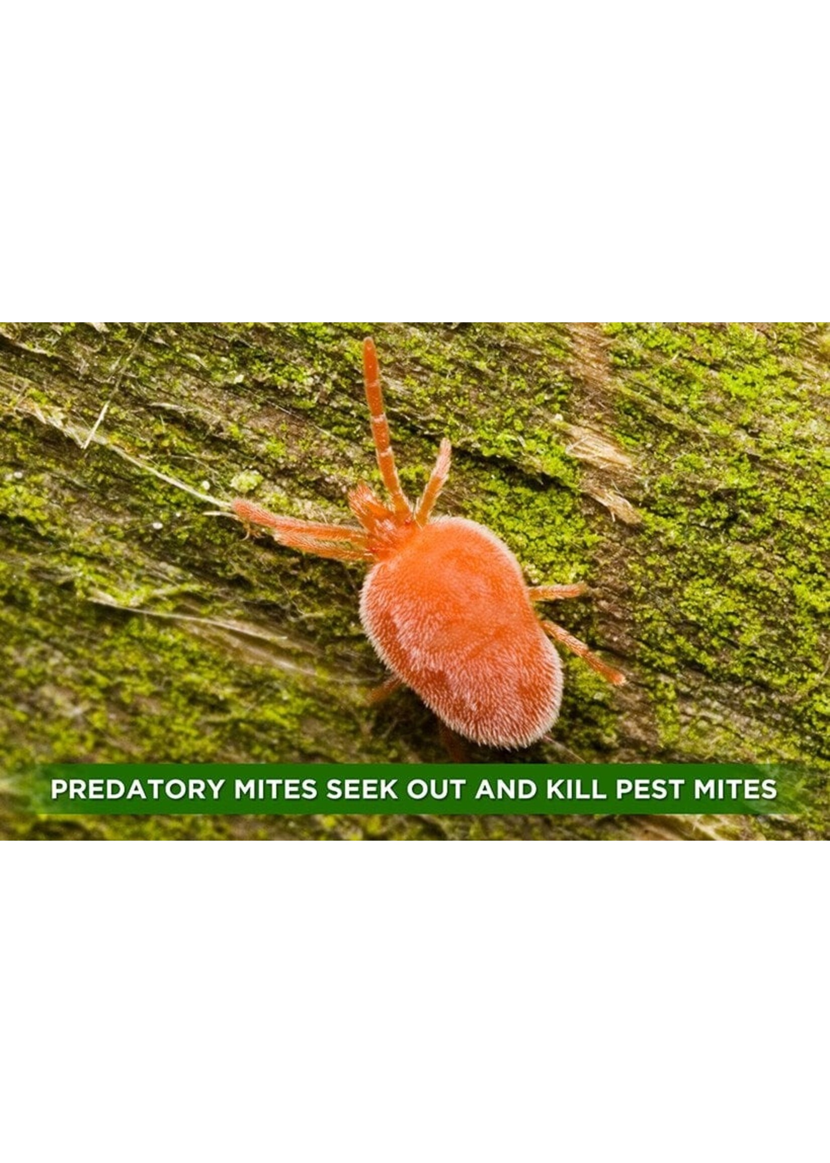 Organic Control Predatory Mites Neoseiulus californicus  With Shipping (2000 count)
