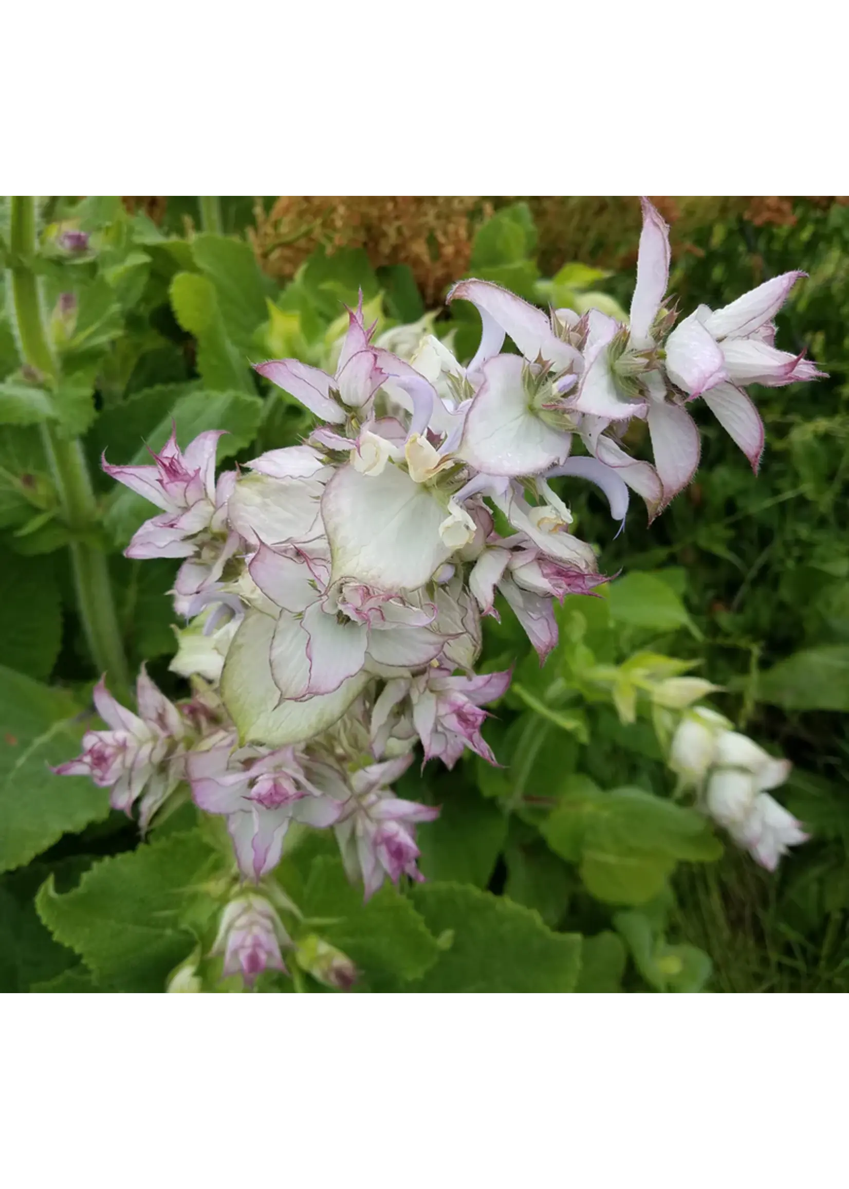 Redwood Seeds Sage - Clary Organic