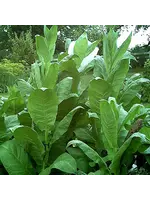 Redwood Seeds Tobacco - Sherazi Organic