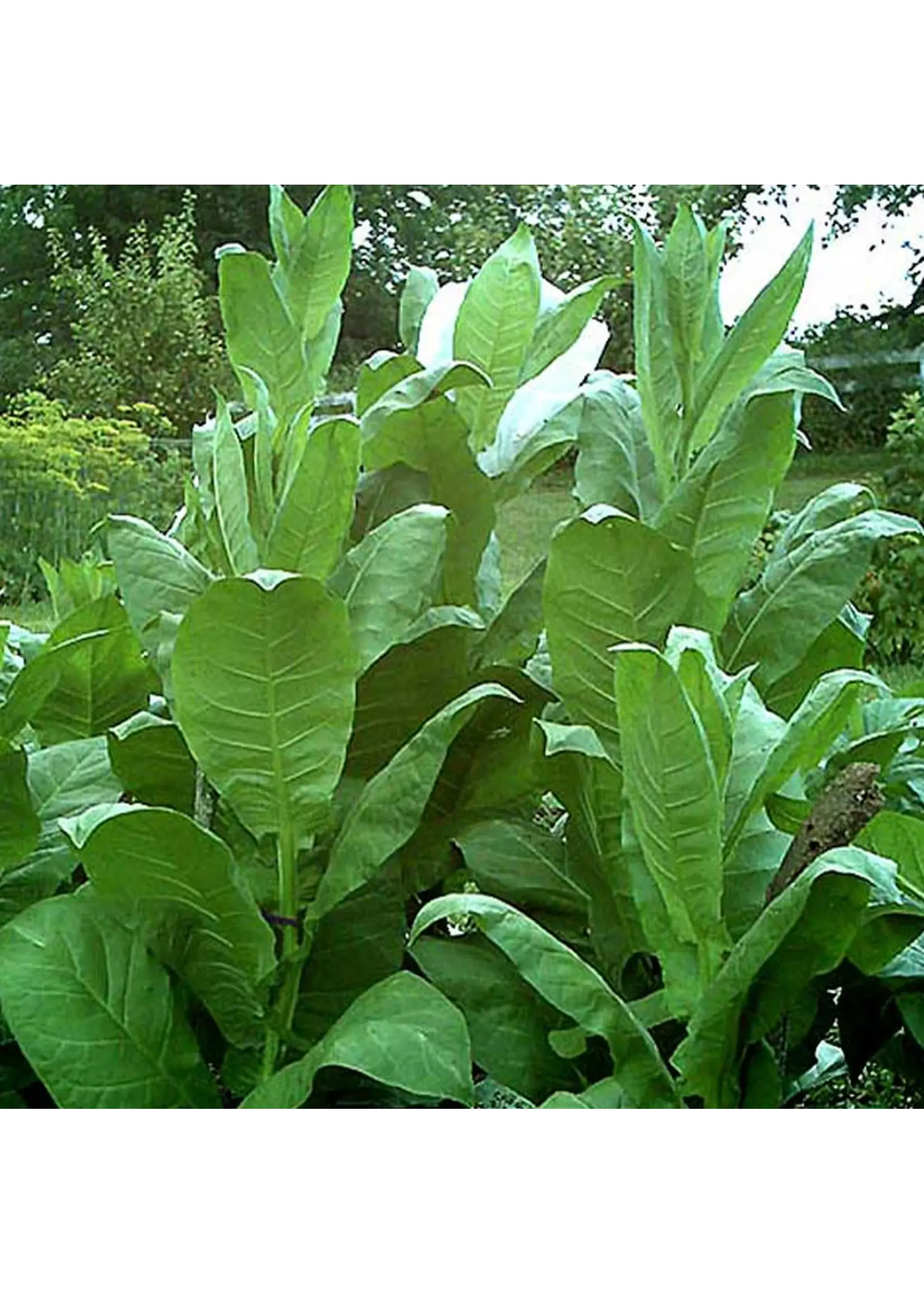 Redwood Seeds Tobacco - Sherazi Organic