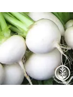 Redwood Seeds Turnip - White Egg Organic