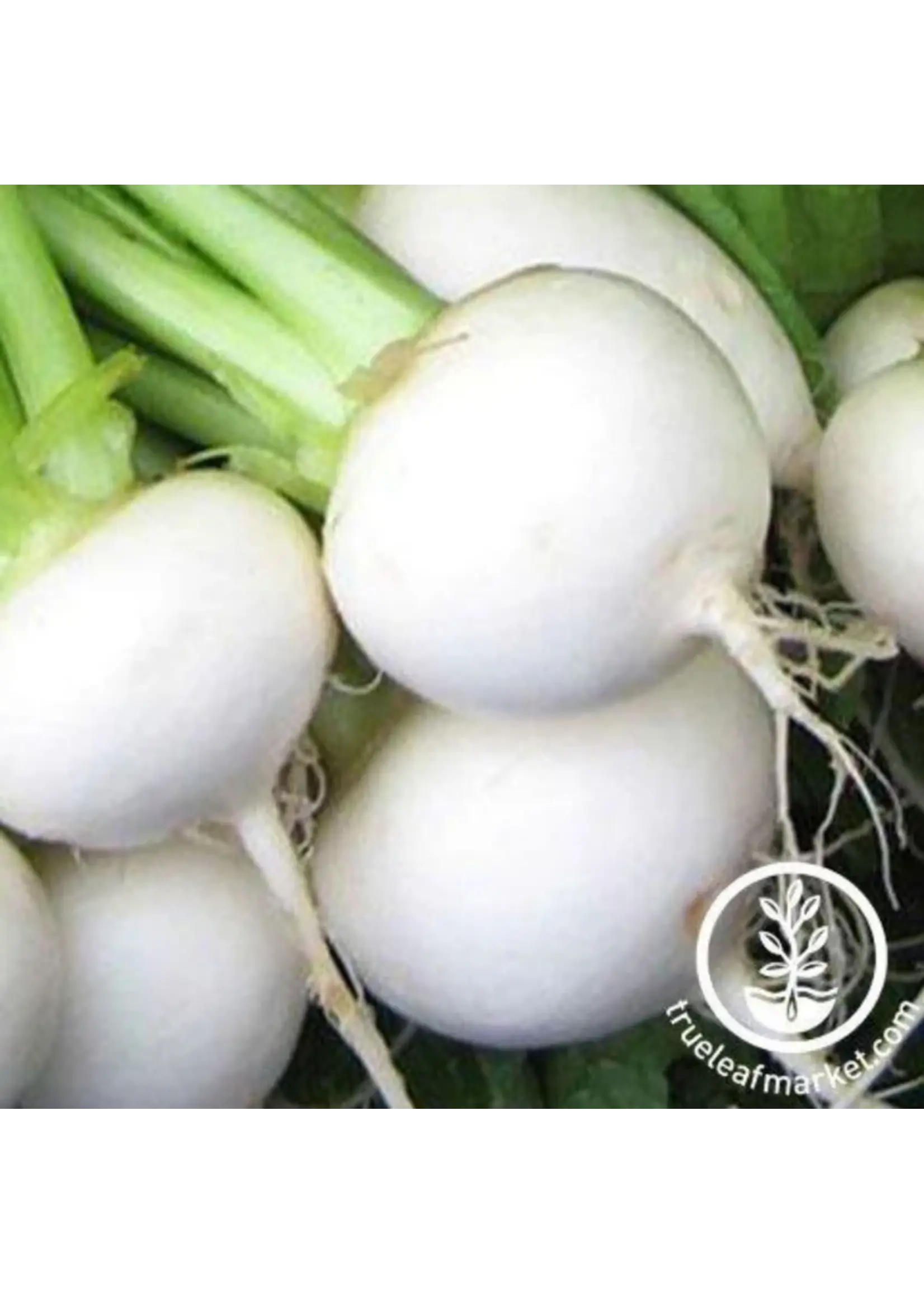 Redwood Seeds Turnip - White Egg Organic