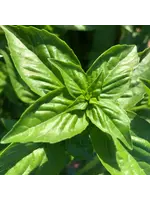 Redwood Seeds Basil - Sweet Genovese Organic