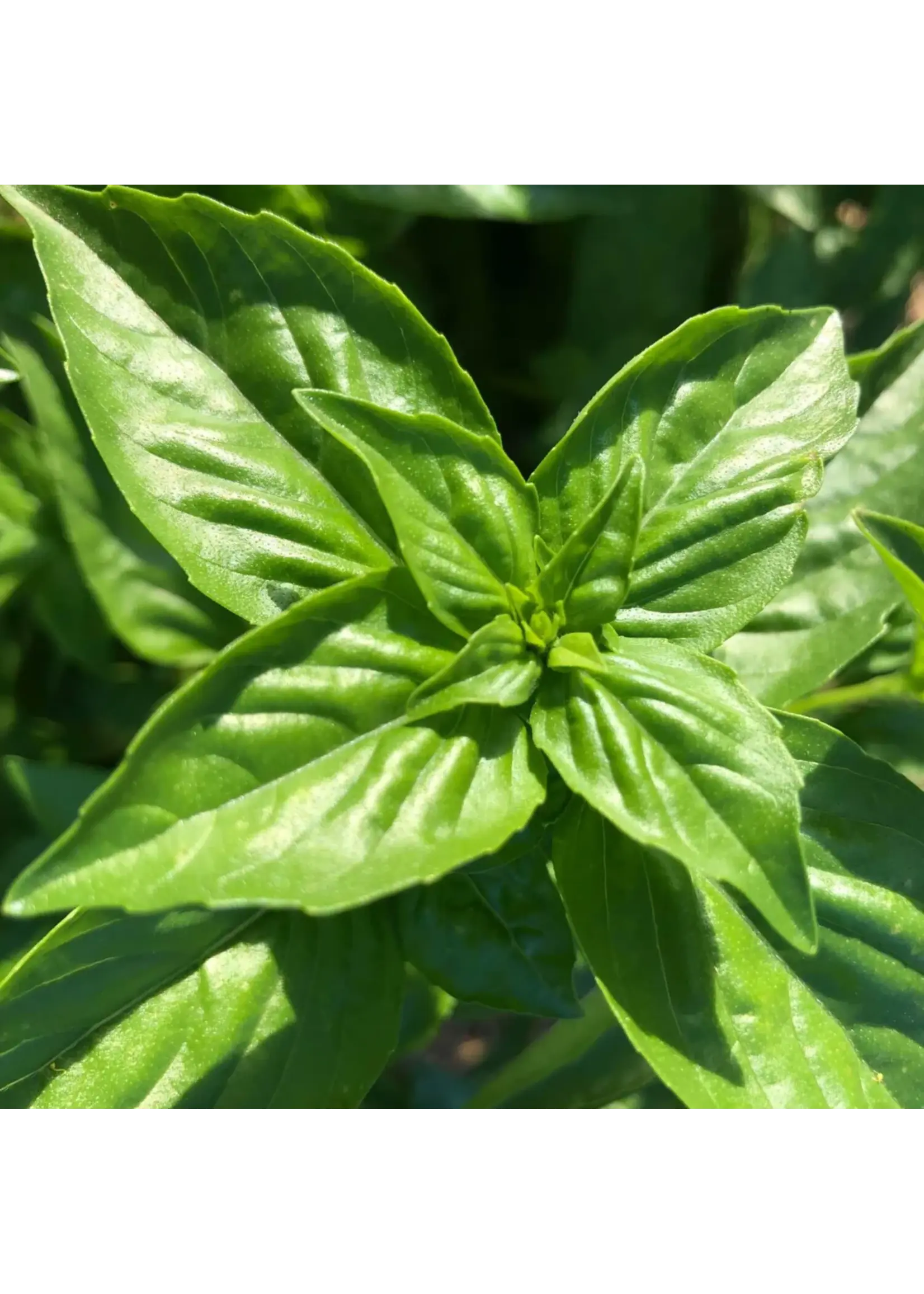 Redwood Seeds Basil - Sweet Genovese Organic