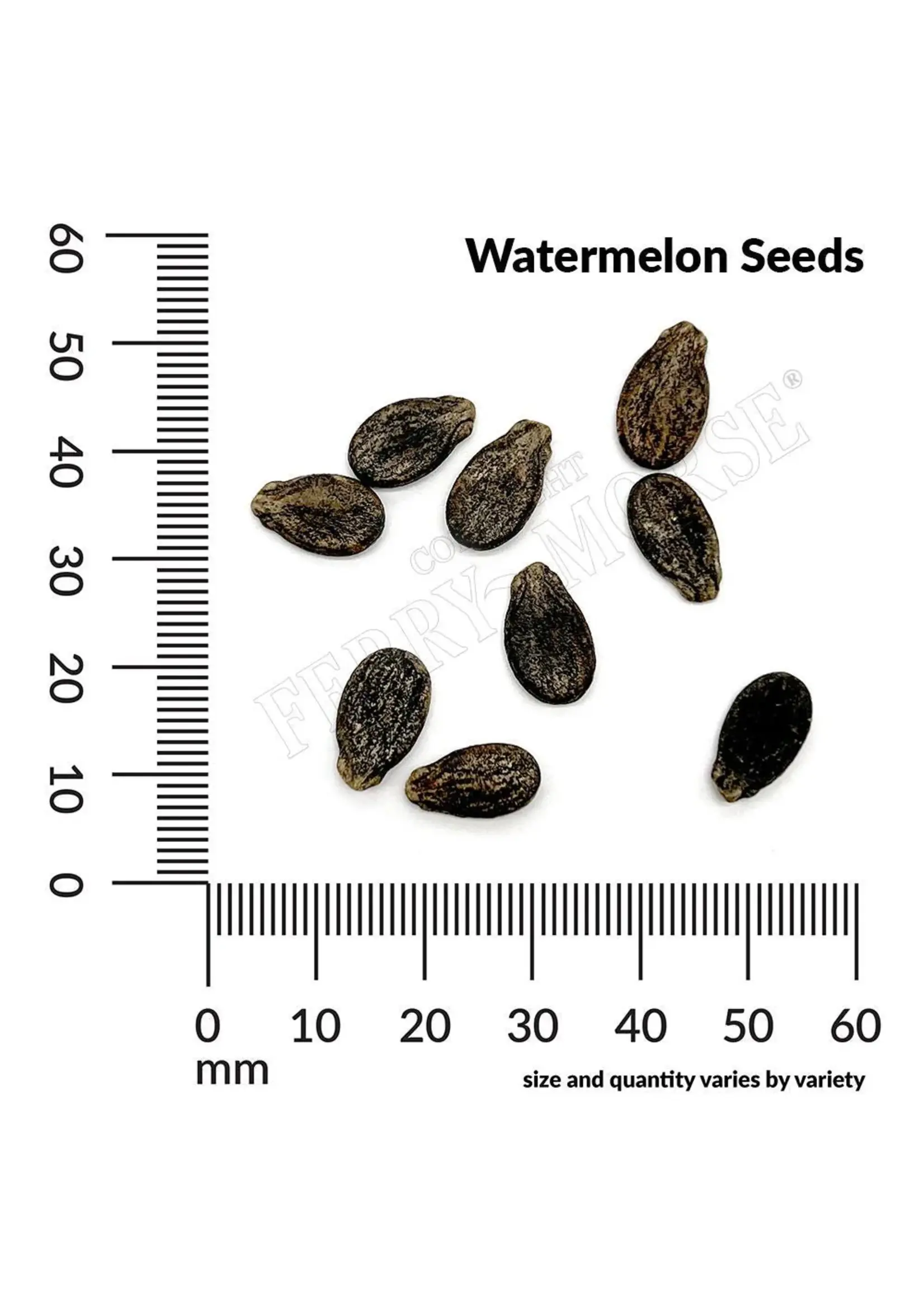 Ferry Morse Watermelon - Crimson Sweet Organic