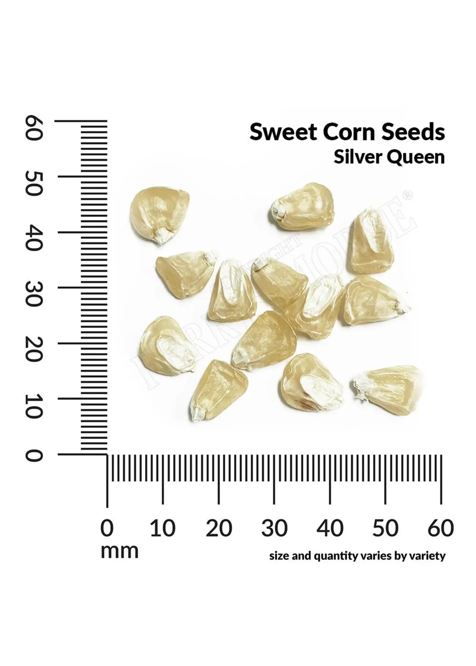 Ferry Morse Sweet Corn - Silver Queen Hybrid