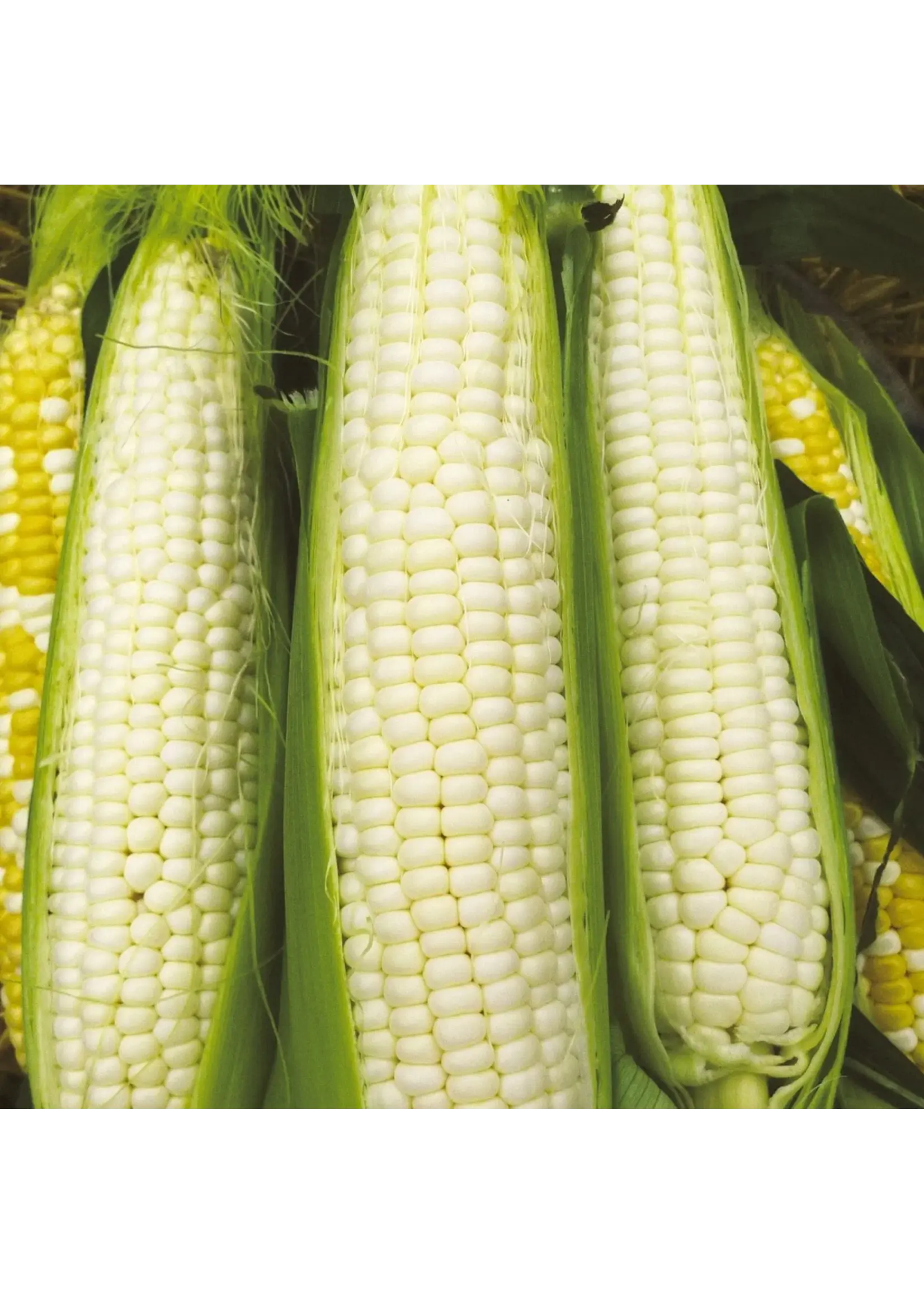 Ferry Morse Sweet Corn - Silver Queen Hybrid